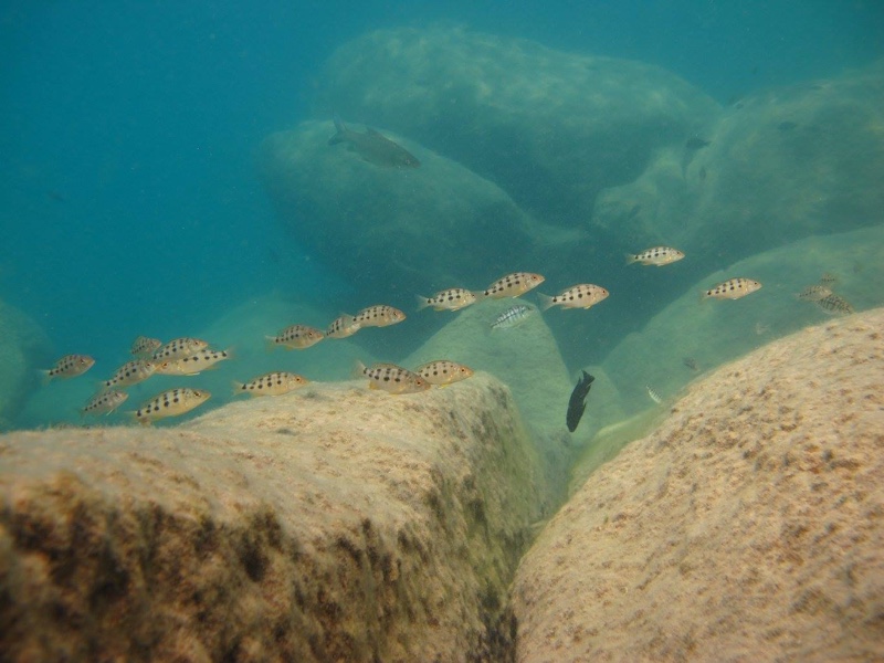 Fossorochromis rostratus